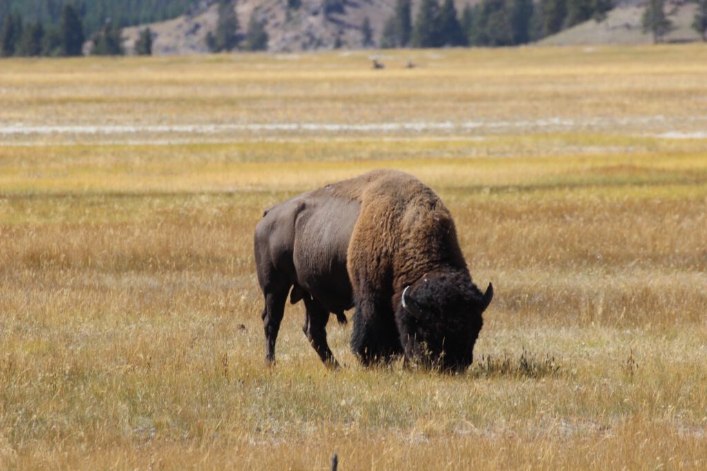 YELLOWSTONE PARK